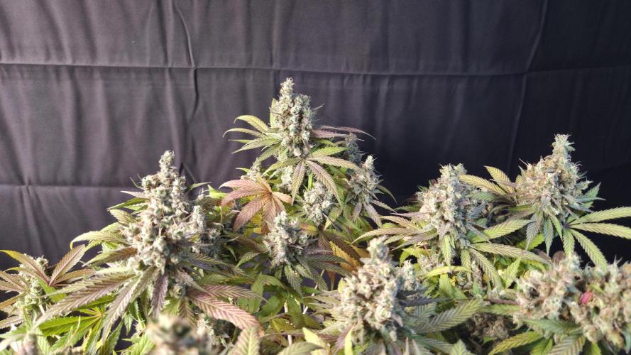 Kannabia Candy Cream Go Fast. Week 16 - Tag 110