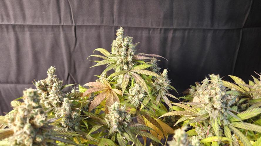 Kannabia Candy Cream Go Fast. Week 16 - Tag 110