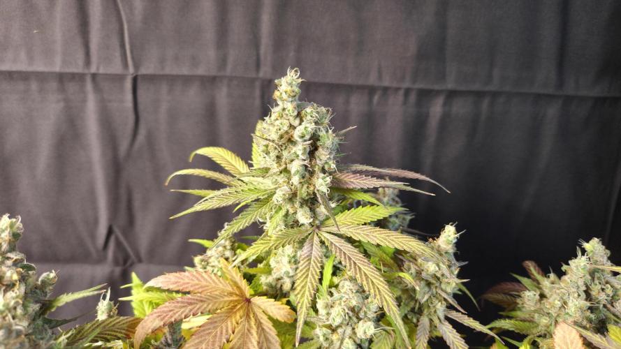 Kannabia Candy Cream Go Fast. Week 16 - Tag 110