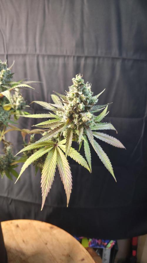 Kannabia Candy Cream Go Fast. Week 16 - Tag 110