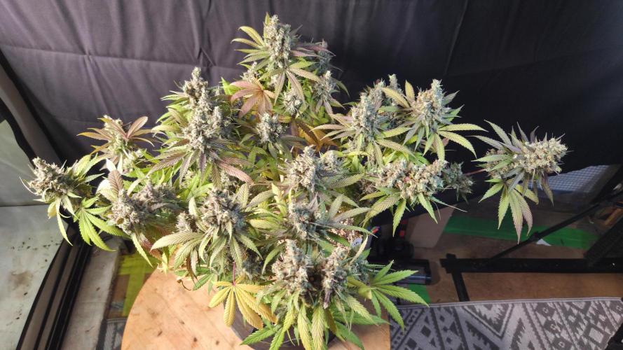 Kannabia Candy Cream Go Fast. Week 16 - Tag 110