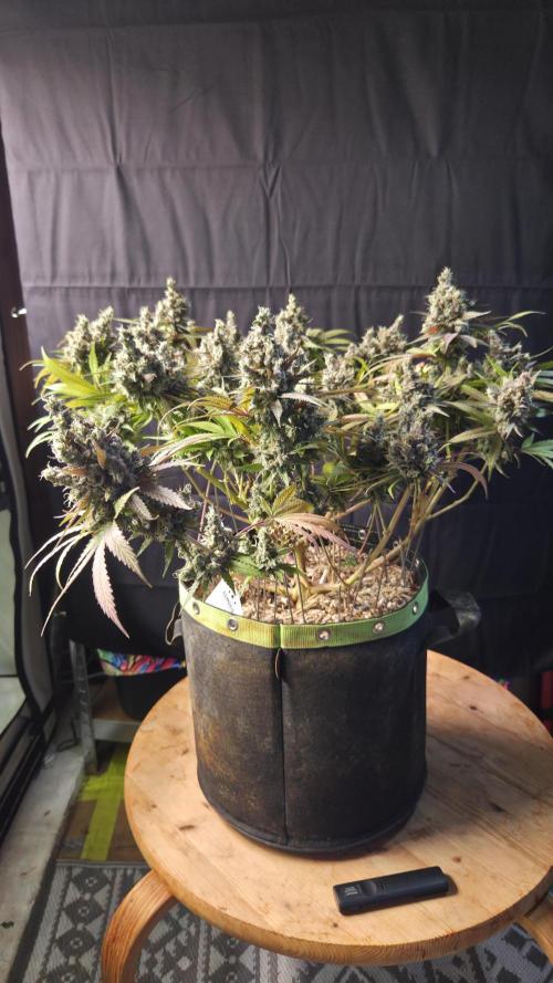 Kannabia Candy Cream Go Fast. Week 16 - Tag 110