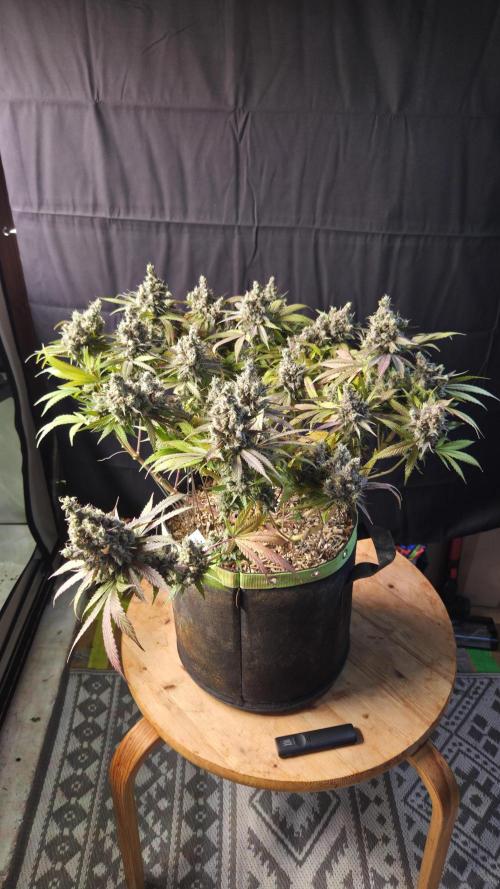 Kannabia Candy Cream Go Fast. Week 16 - Tag 110