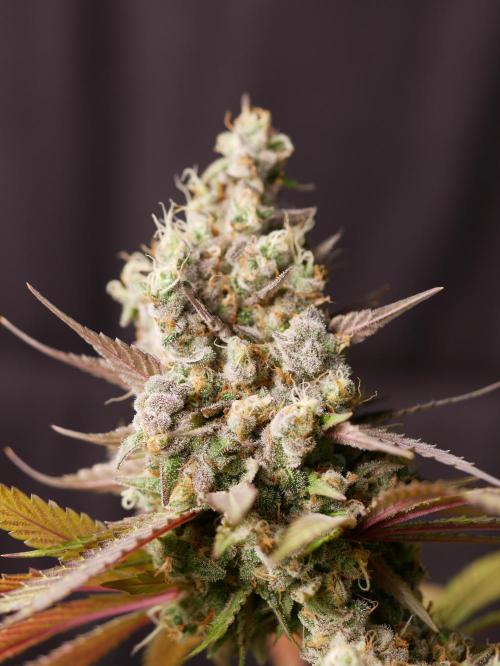 Kannabia Candy Cream Go Fast. Week 16 - Tag 110