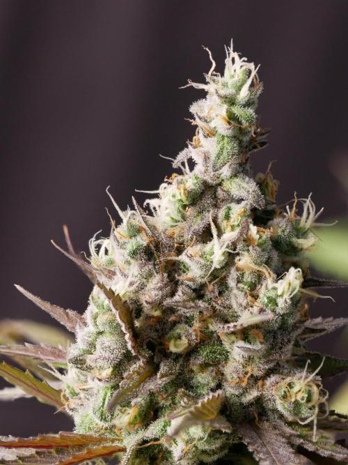 Kannabia Candy Cream Go Fast. Week 16 - Tag 110