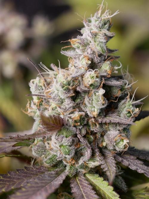 Kannabia Candy Cream Go Fast. Week 16 - Tag 110