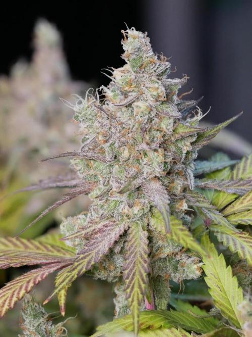 Kannabia Candy Cream Go Fast. Week 16 - Tag 110