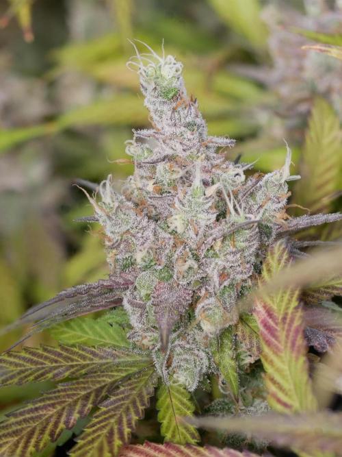 Kannabia Candy Cream Go Fast. Week 16 - Tag 110