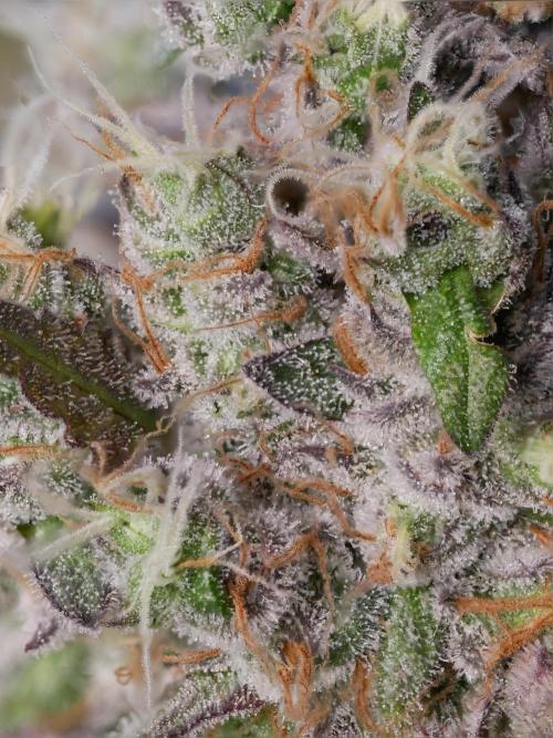 Kannabia Candy Cream Go Fast. Week 16 - Tag 110
