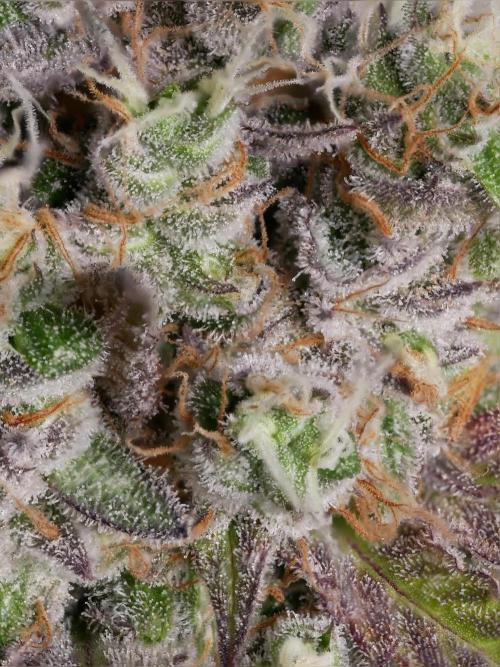 Kannabia Seed Company - Candy Cream Go Fast by Borberad