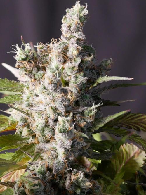 Kannabia Candy Cream Go Fast. Week 16 - Tag 110