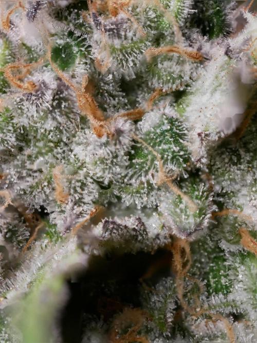 Kannabia Candy Cream Go Fast. Week 16 - Tag 110