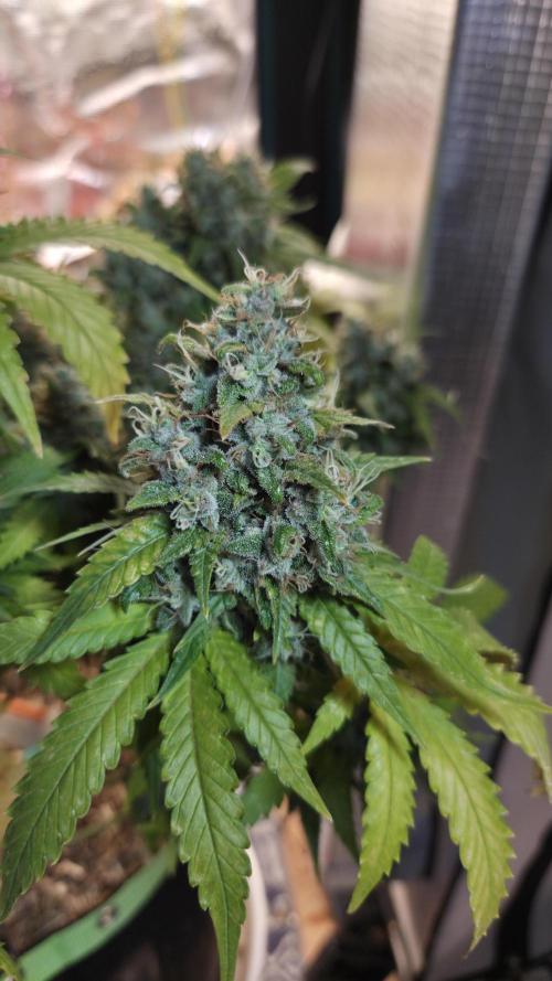 Kannabia Sunset Sherbet Go Fast. Week 17 - Tag 120
Blütetag 84