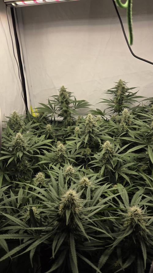 Kannabias Cherry Dream. Week 11 - Tag 84
Blütetag 49