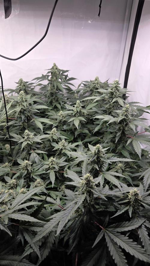 Kannabias Karibbean Mango. Week 11 - Tag 84
Blütetag 49