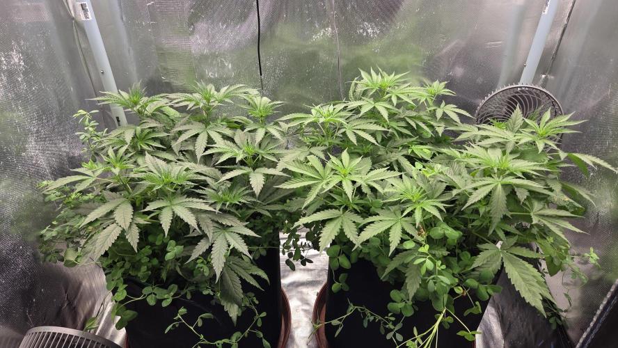 T.H.Seeds Bubble Banana Gum. Week 6 - Tag 46
Blütetag 11