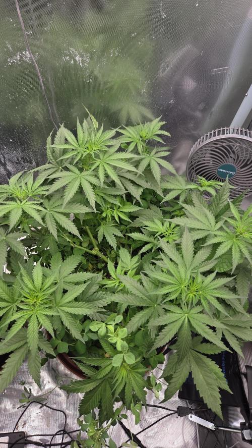T.H.Seeds Bubble Banana Gum. Week 6 - Tag 46
Blütetag 11