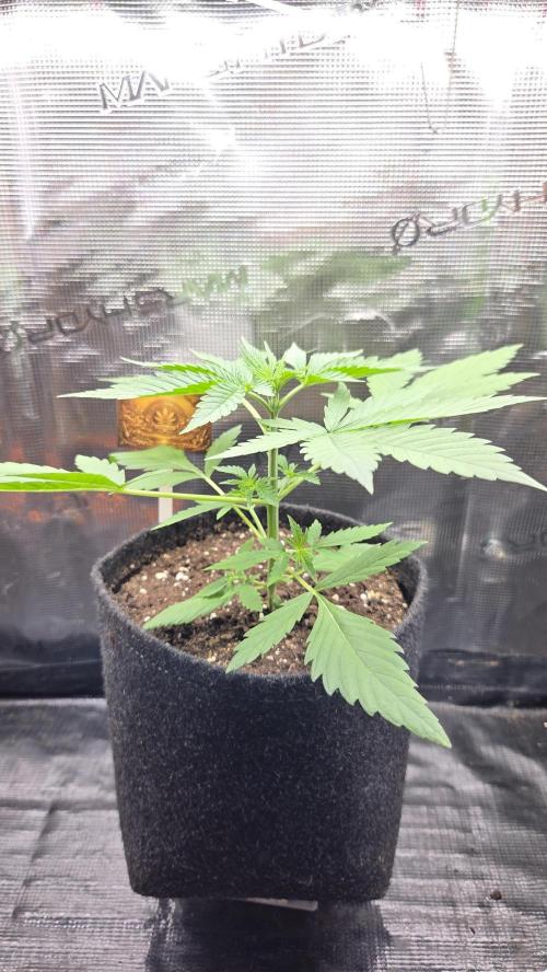 CCG / Sensi Malibu OG Gold. Week 2 - Tag 17