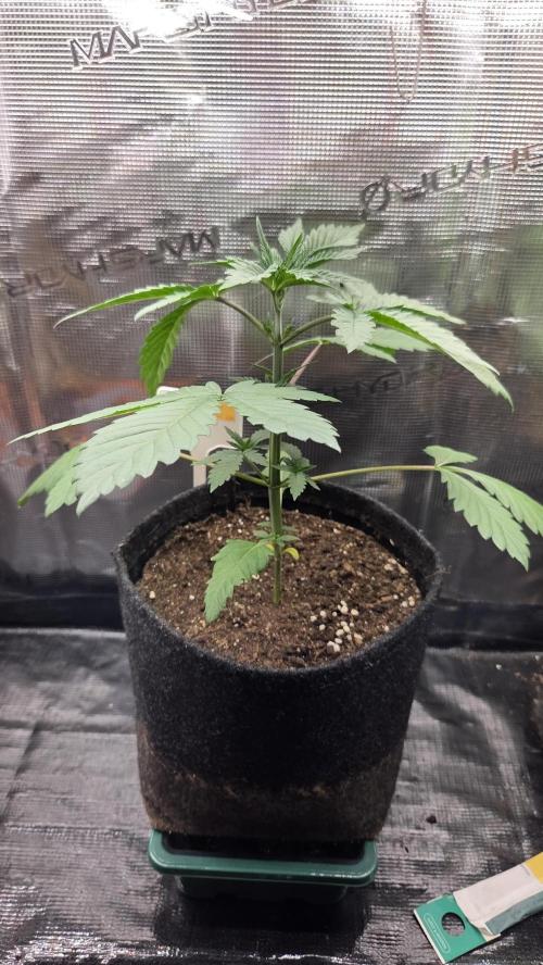 Tropicanna Poison F1 Fast Version. Week 2