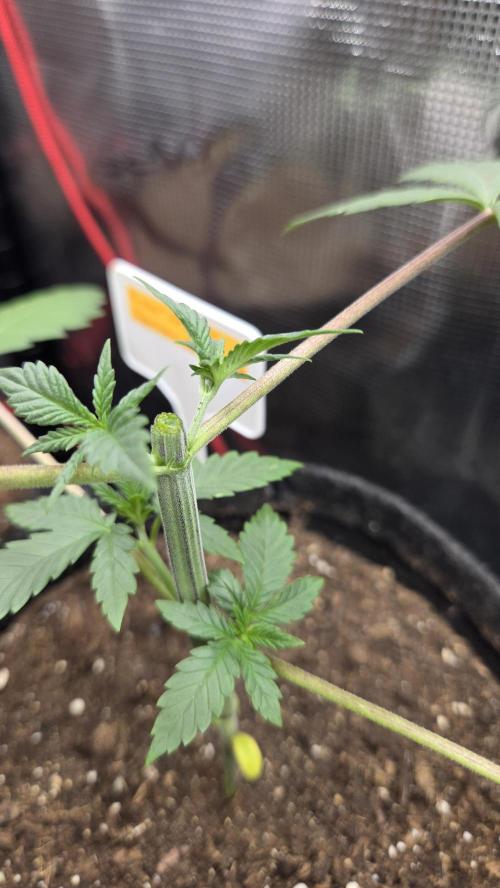 Tropicanna Poison F1 Fast Version. Week 2