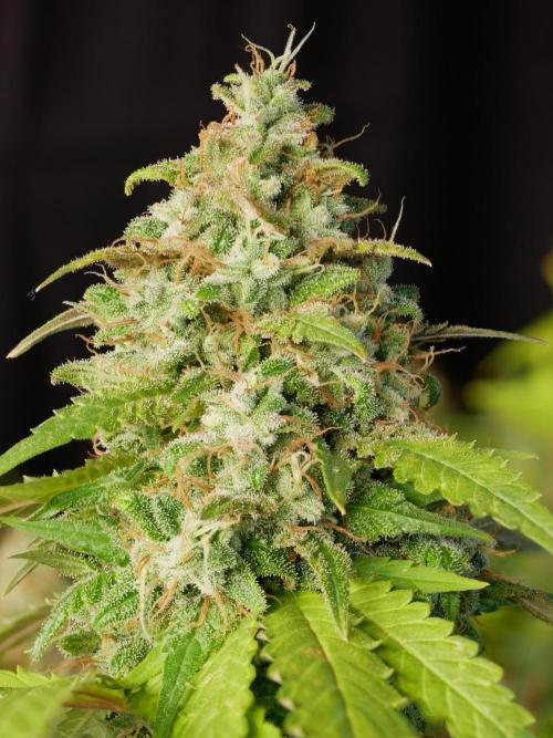 Kannabia Sunset Sherbet Go Fast. Week 17 - Tag 121
Blütetag 85