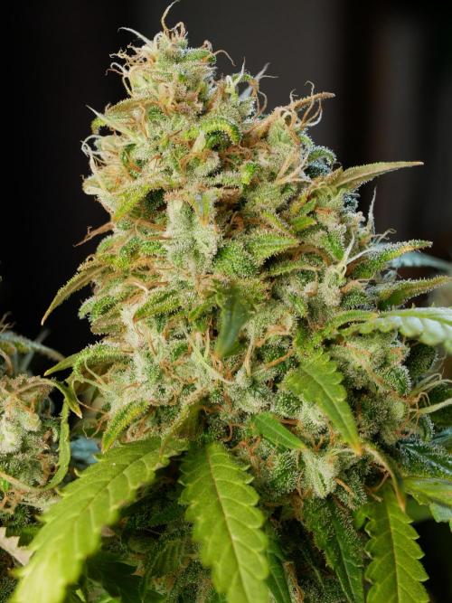 Kannabia Sunset Sherbet Go Fast. Week 17 - Tag 121
Blütetag 85