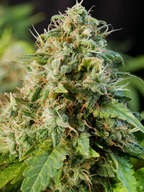 Kannabia Sunset Sherbet Go Fast. Week 17 - Tag 121
Blütetag 85