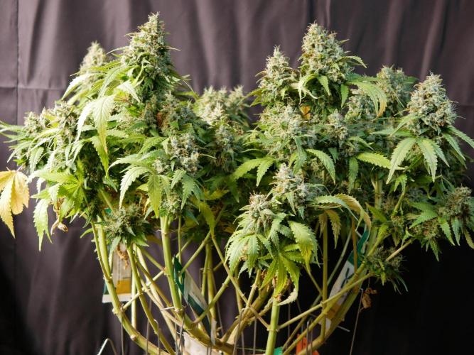 Kannabia Sunset Sherbet Go Fast. Week 17 - Tag 121
Blütetag 85