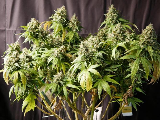 Kannabia Sunset Sherbet Go Fast. Week 17 - Tag 121
Blütetag 85