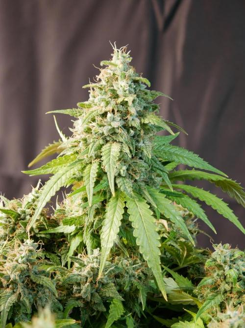 Kannabia Sunset Sherbet Go Fast. Week 17 - Tag 121
Blütetag 85