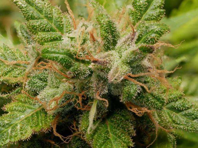 Kannabia Sunset Sherbet Go Fast. Week 17 - Tag 121
