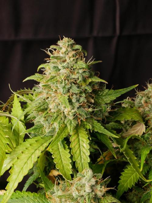 Kannabia Sunset Sherbet Go Fast. Week 17 - Tag 121
Blütetag 85