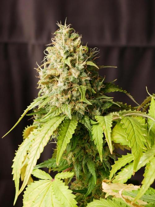 Kannabia Sunset Sherbet Go Fast. Week 17 - Tag 121
Blütetag 85
