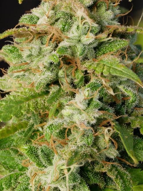 Kannabia Sunset Sherbet Go Fast. Week 17 - Tag 121
Blütetag 85