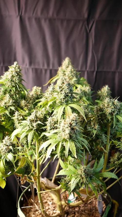 Kannabia Sunset Sherbet Go Fast