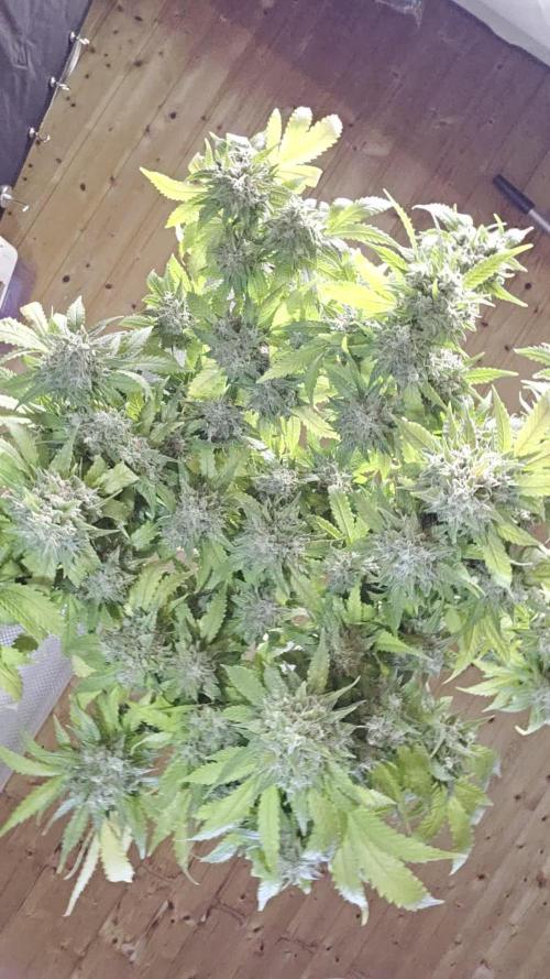 Kannabia Sunset Sherbet Go Fast