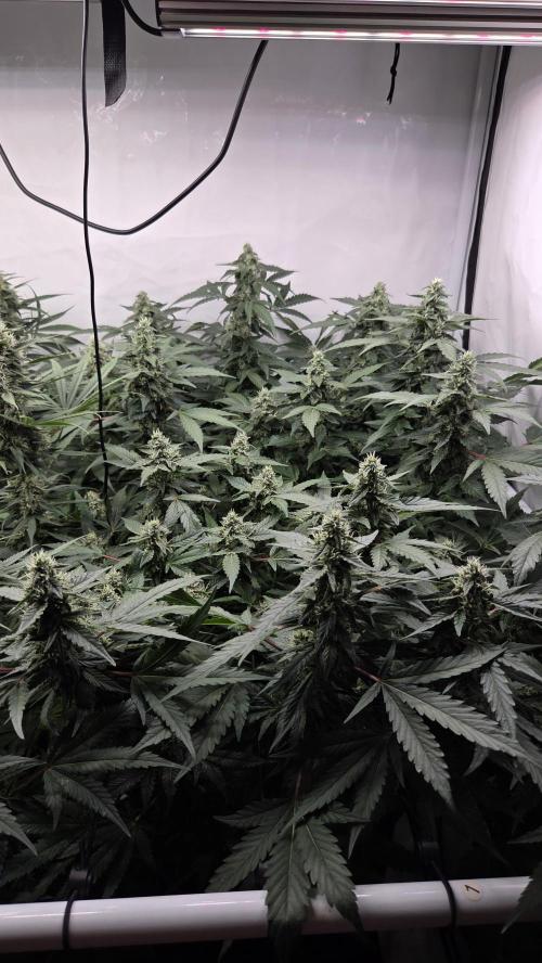 Kannabias Karibbean Mango. Week 12 - Tag 85
Blütetag 50