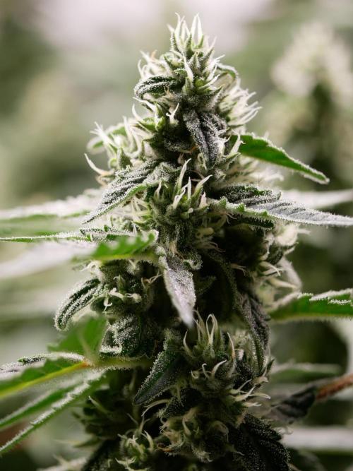 Kannabias Karibbean Mango. Week 12 - Tag 85
Blütetag 50