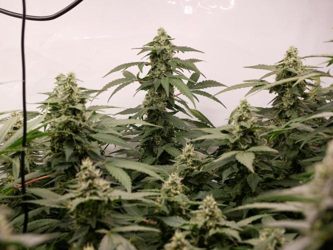 Kannabias Karibbean Mango. Week 12 - Tag 85
Blütetag 50