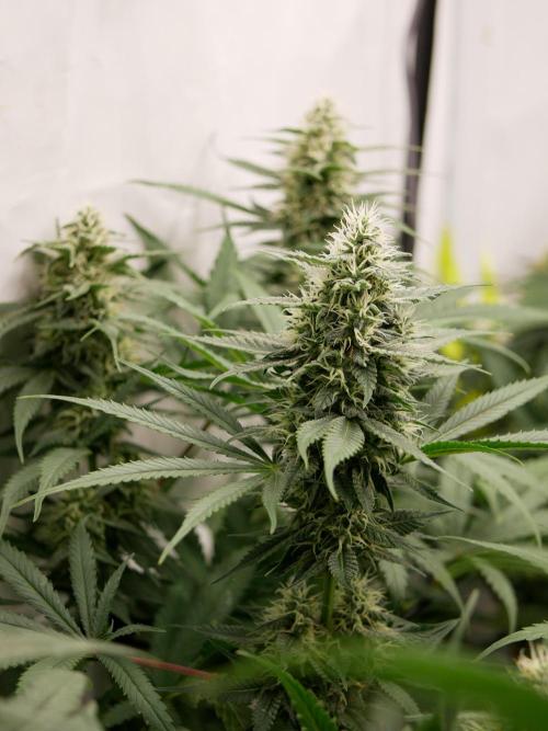 Kannabias Cherry Dream. Week 12 - Tag 85
Blütetag 50