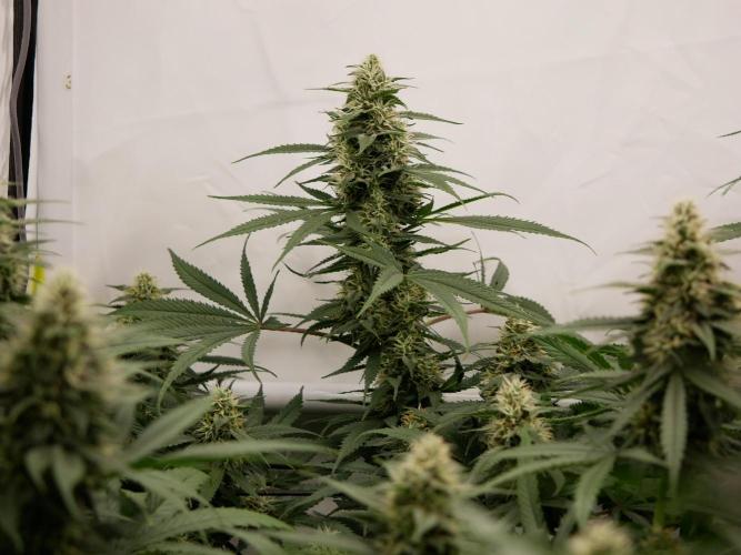 Kannabias Cherry Dream. Week 12 - Tag 85
Blütetag 50