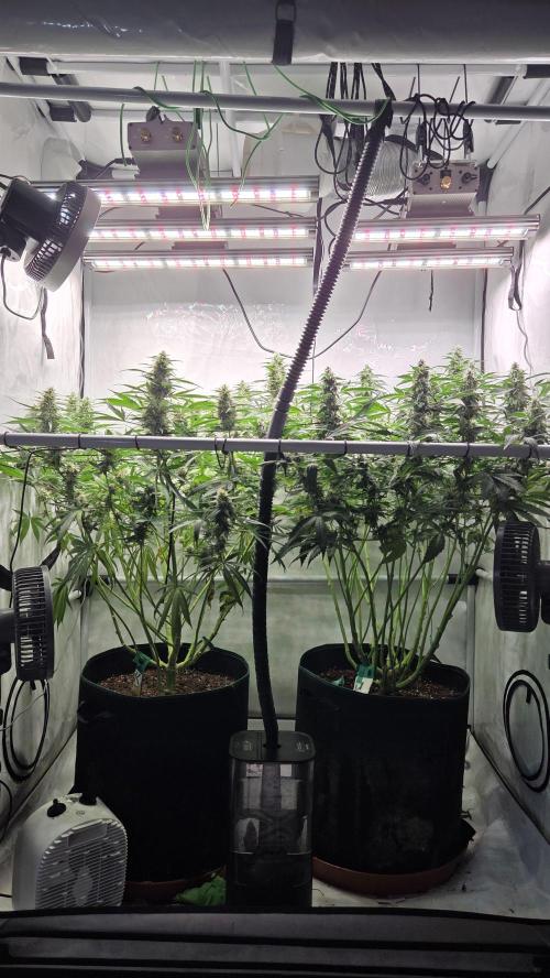Kannabias Cherry Dream. Week 12 - Links Cherry