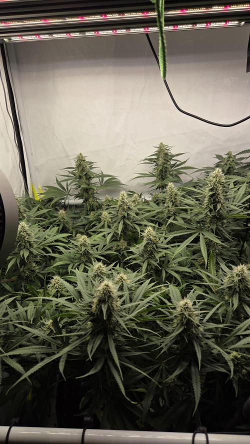 Kannabias Cherry Dream. Week 12 - Tag 85
Blütetag 50