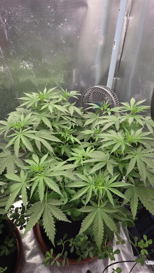 T.H.Seeds Bubble Banana Gum. Week 6 - Tag 47
Blütetag 12