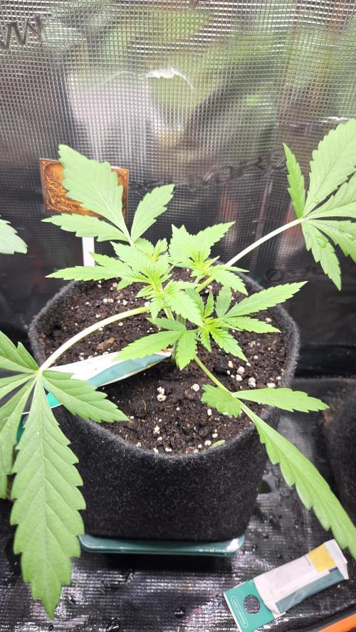 CCG / Sensi Malibu OG Gold. Week 2 - Tag 18