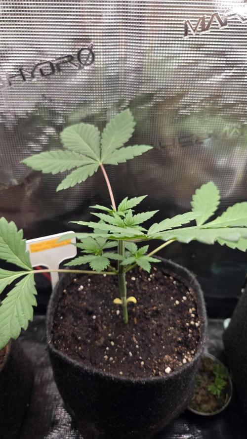 Tropicanna Poison F1 Fast Version. Week 2
