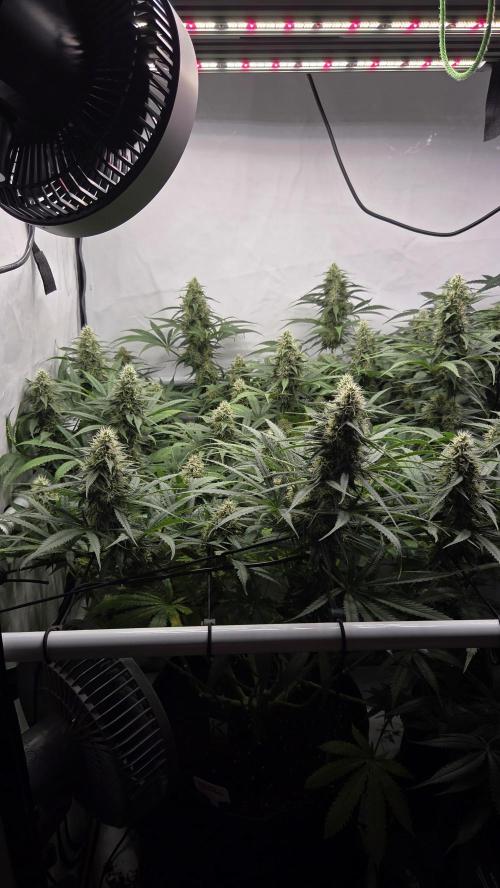 Kannabias Cherry Dream. Week 12 - Tag 85
Blütetag 50
