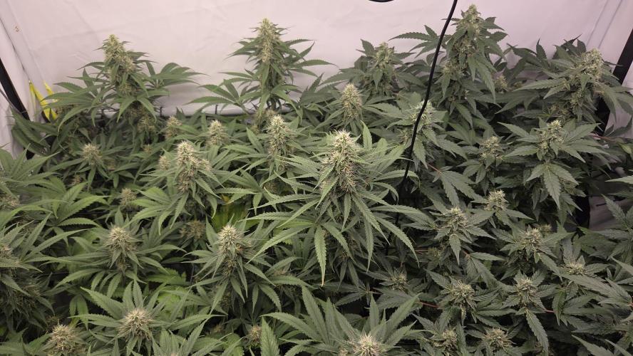 Kannabias Cherry Dream. Week 12 - Tag 85 
Blütetag 50
Links Cherry Dream 
Rechts Karibbean Mango