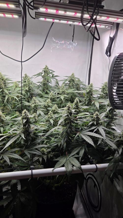 Kannabias Karibbean Mango. Week 12 - Tag 86
Blütetag 51