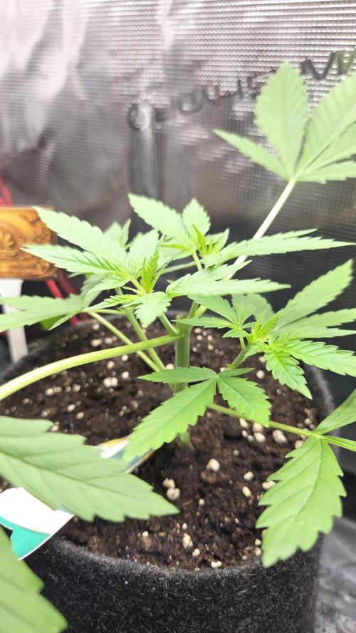CCG / Sensi Malibu OG Gold. Week 2 - Tag 19